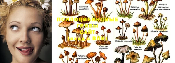 ГАЛЛЮЦИНОГЕННЫЕ ГРИБЫ Иннополис